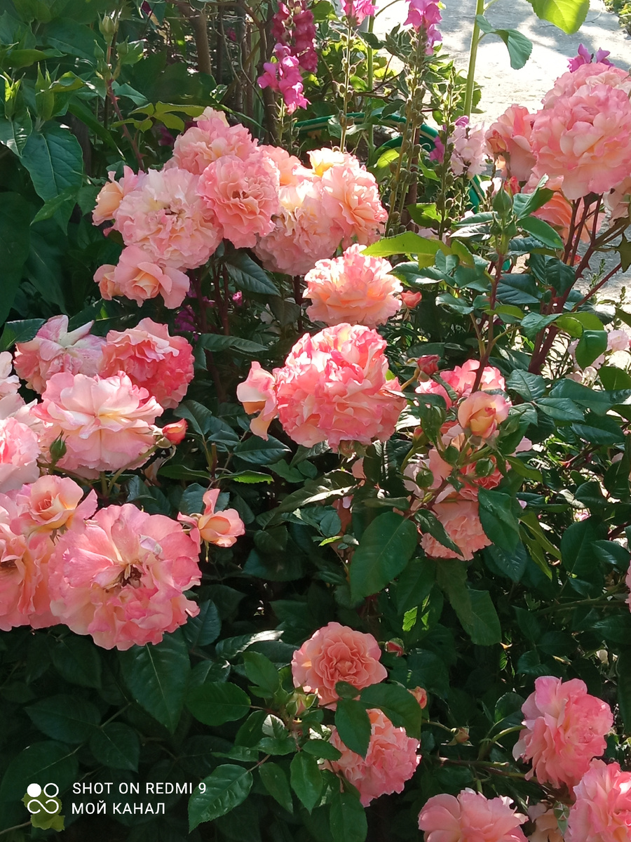 Аугуста Луиза. Ч/г роза. Фото из моего сада.