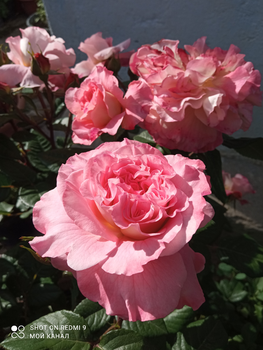 Роза Аугуста Луиза. Фото из моего сада.