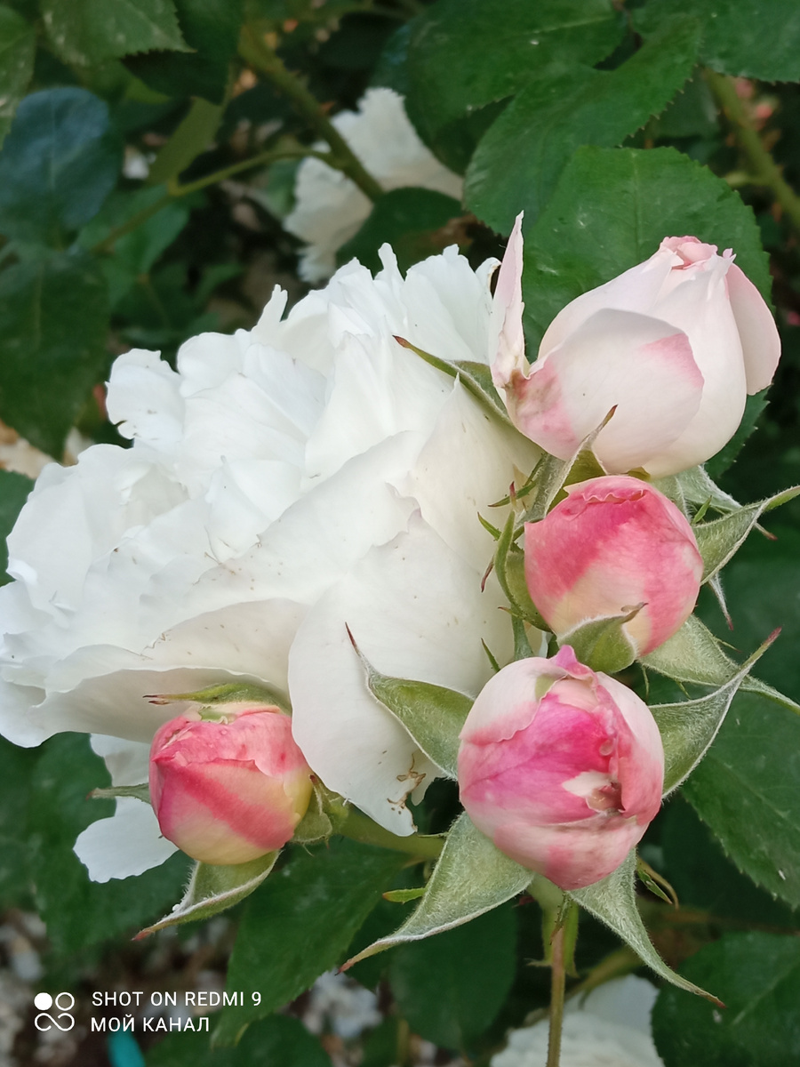 Остинка Винчестер Кафедрал. Фото из моего сада.