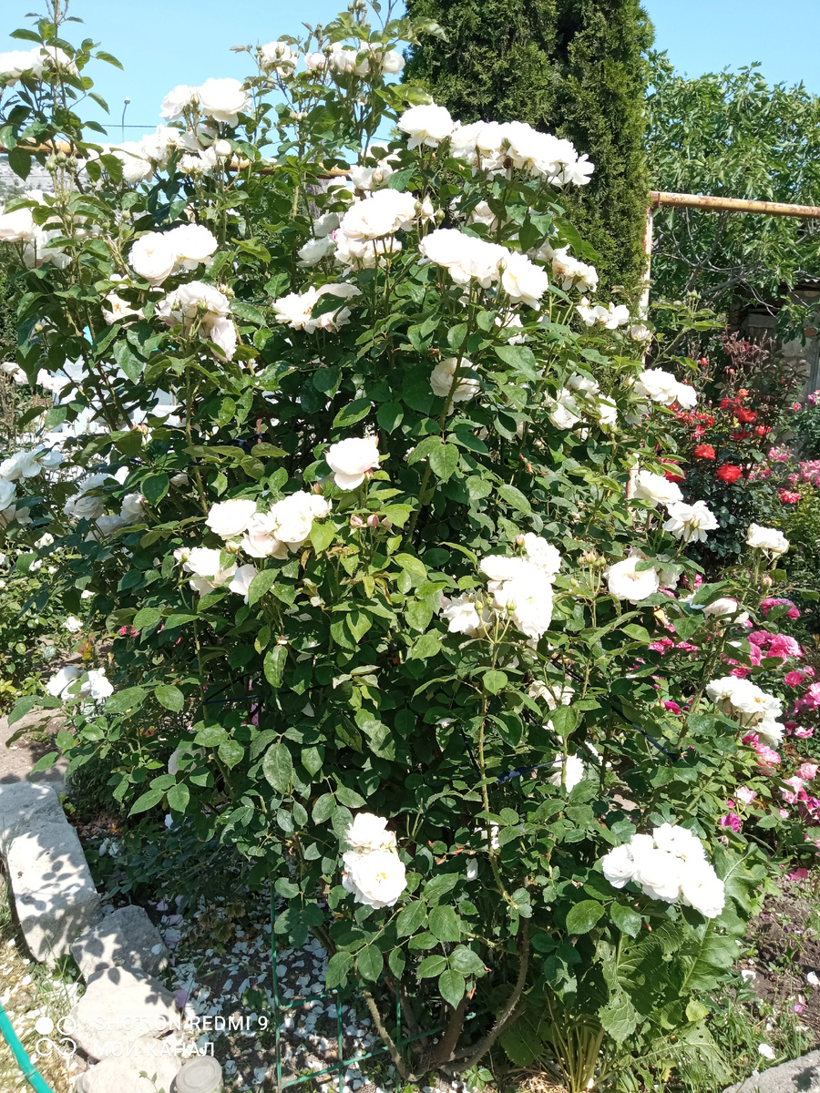 Роза Винчестер Кафедрал. Фото автора.