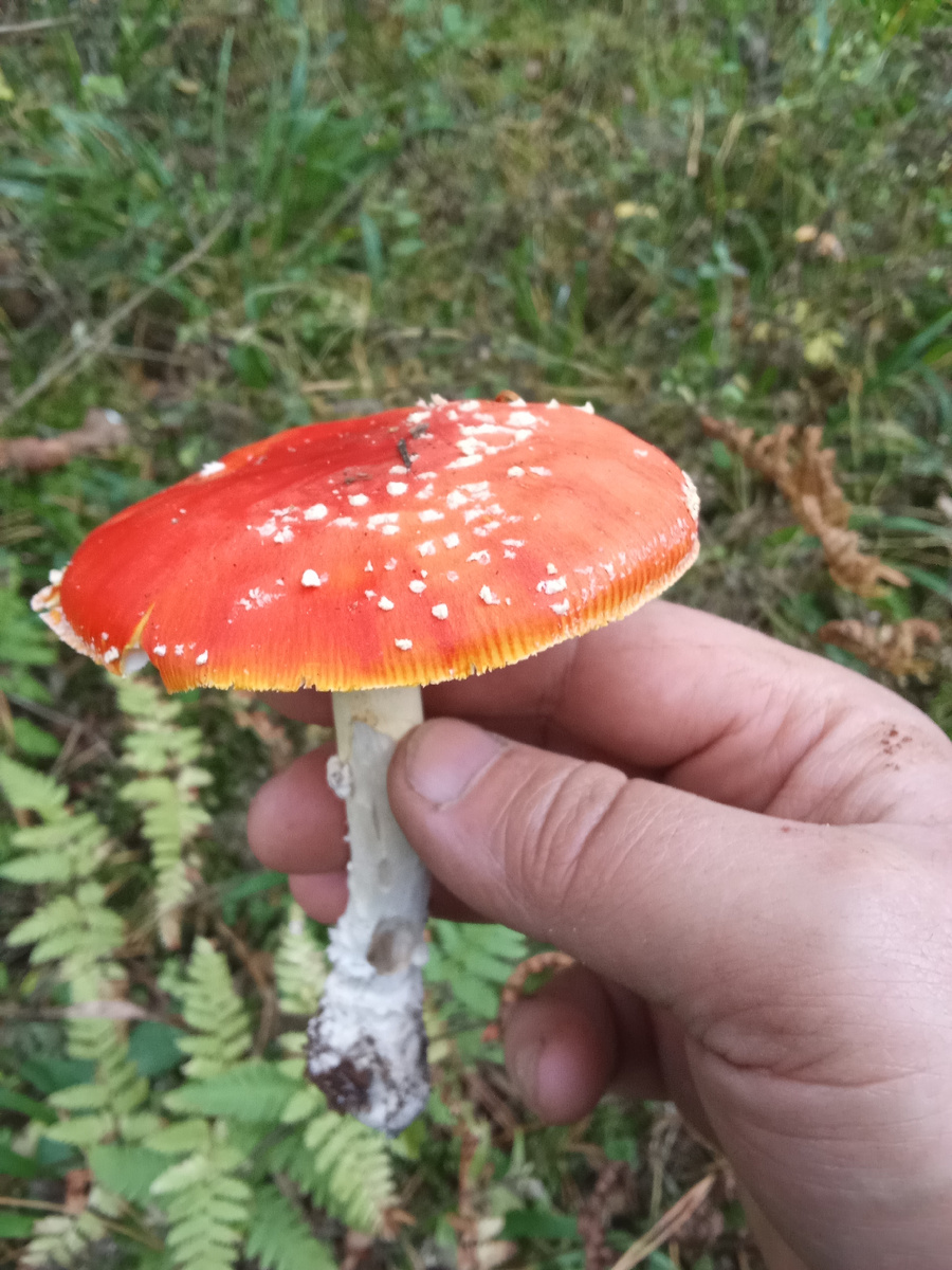 "Он ел грибы и, незамето, сам стал одним из них". Опасный гриб. Гарантирована ужасная смерть от поноса и рвоты в случае поедания в масштабе грибной корзины.