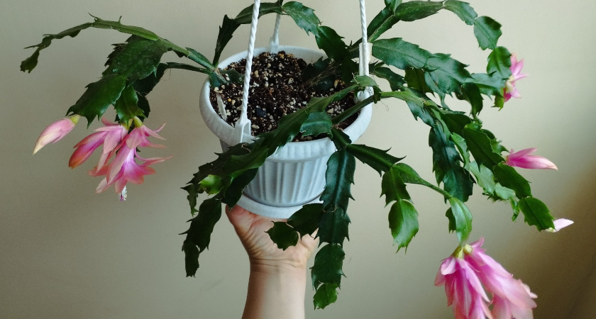    Заливаем 1 горсть водой – как заставить декабрист цвести пышно: бутоны начнут лезть как бешеные