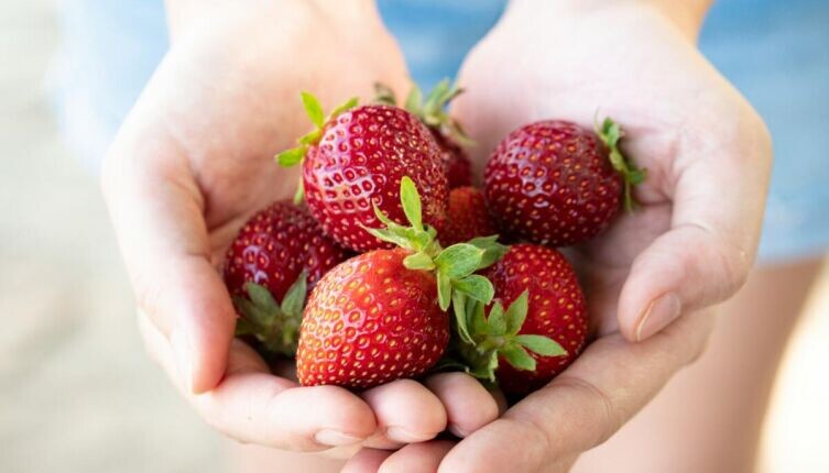    Как ухаживать за клубникой поздней осенью? Фото: Casey Chae on Unsplash