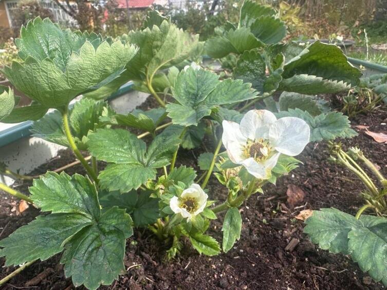    Фото: Вера Иванчикова, личный архив