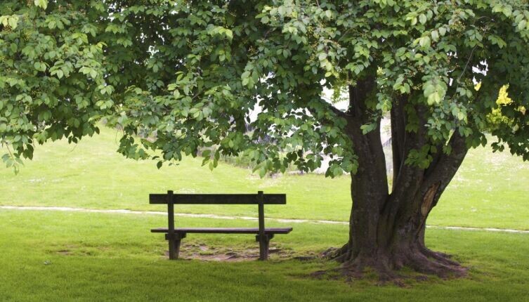    Калининград и солнечный камень. 3. Чем интересен парк имени Морица Беккера в поселке Янтарный? Фото: по лицензии CC0 Pxhere.com