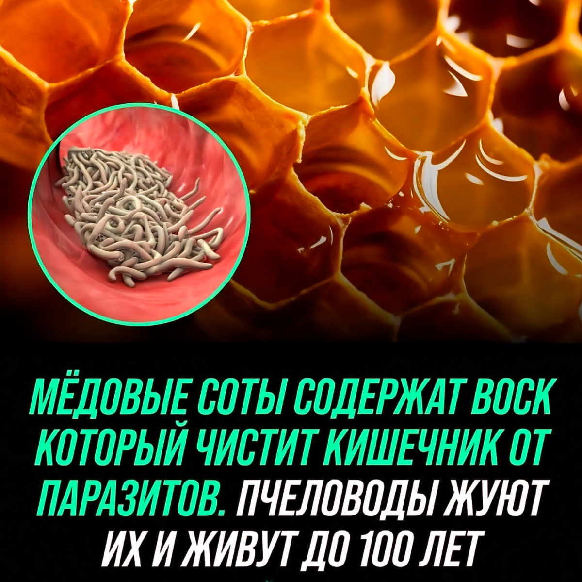 ВОСК КОТОРЫЙ СПОСОБЕН ОЧИСТИТЬ КИШЕЧНИК ОТ НЕЖЕЛАТЕЛЬНЫХ "ГОСТЕЙ"