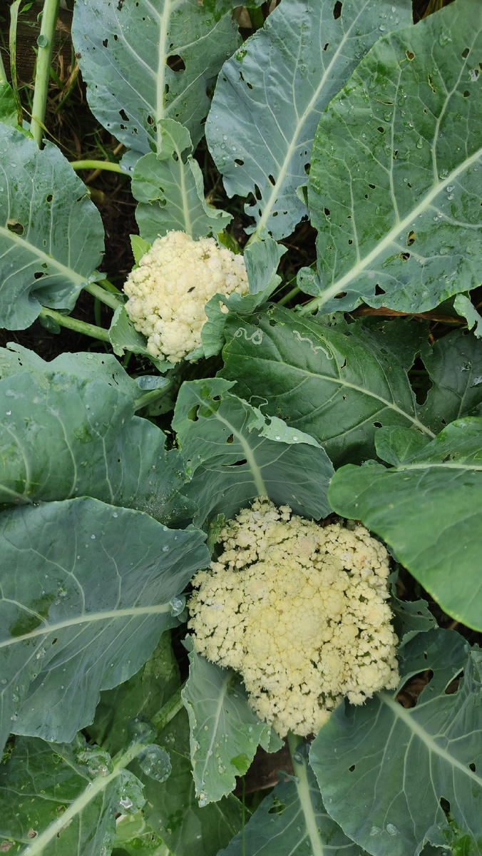 Фото от 18 июля