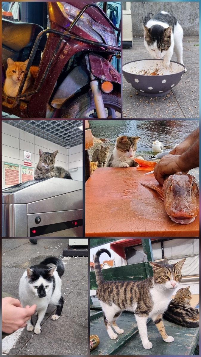 Жалко, что только из шести фото можно сделать коллаж, он не отражает и десятой доли мест, в которых не ожидаешь встреть кота, а он там.