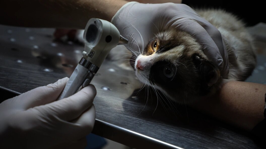    Belkin Alexey/Globallookpress