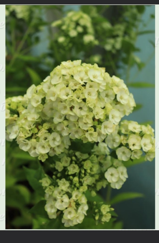 Орхид Грин, фото с сайта 