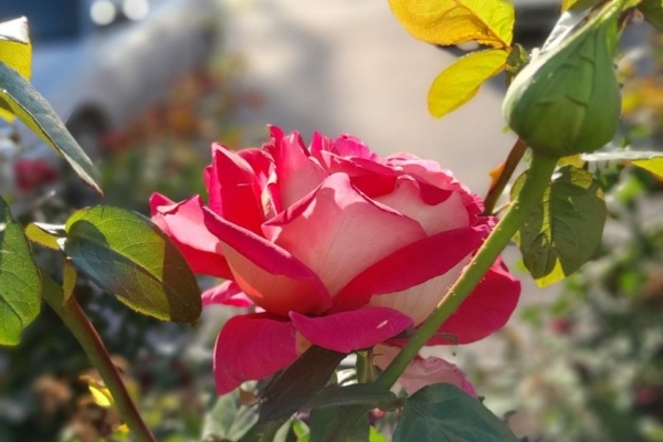    Фото Елены Меркуловой. Валерия Стальная