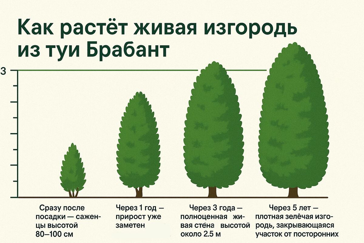 Инфографика с сайта питомника туй