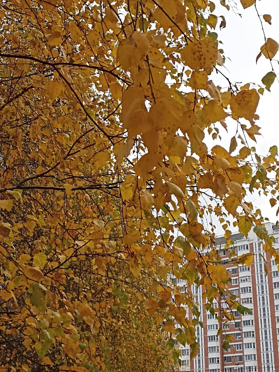 По пути к родителям 