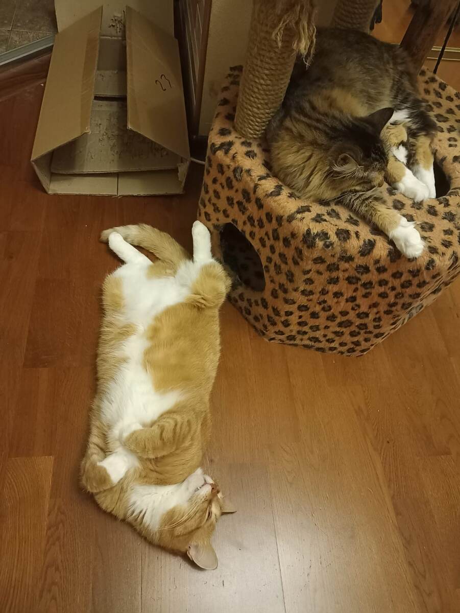 Вон как устали. Сил не осталось даже в любимую коробку залезть)) 