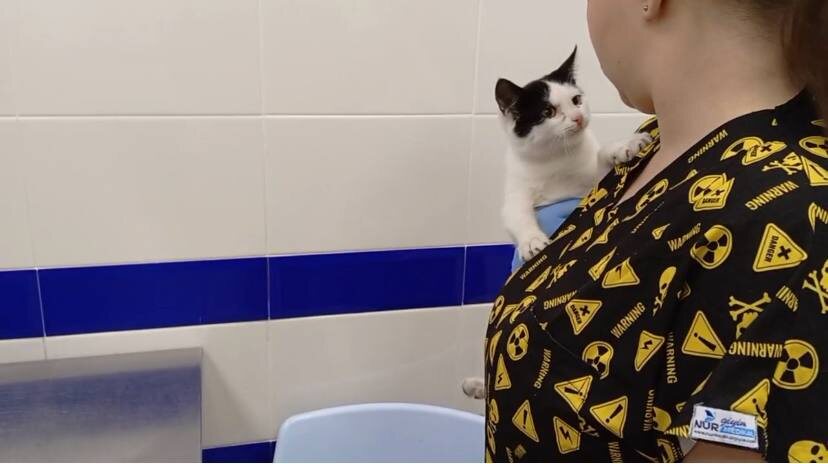 Барсик, первые дни в клинике 