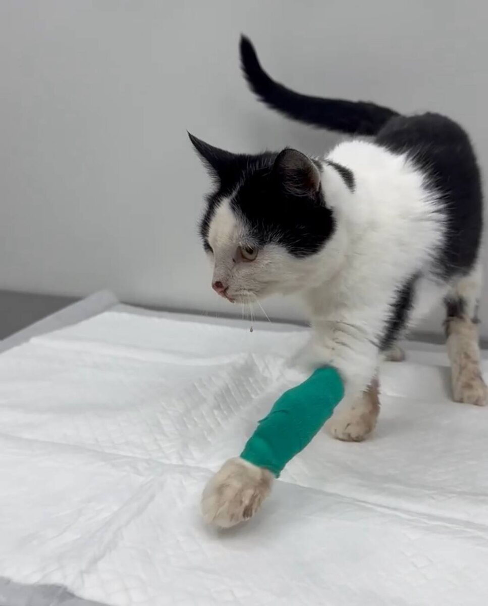 Барсик в клинике 