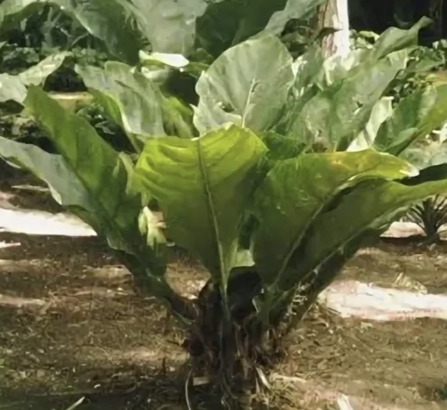 Антуриум в природе!