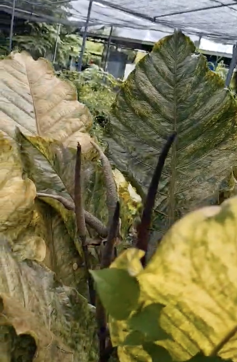 Антуриум Сиам Гукера