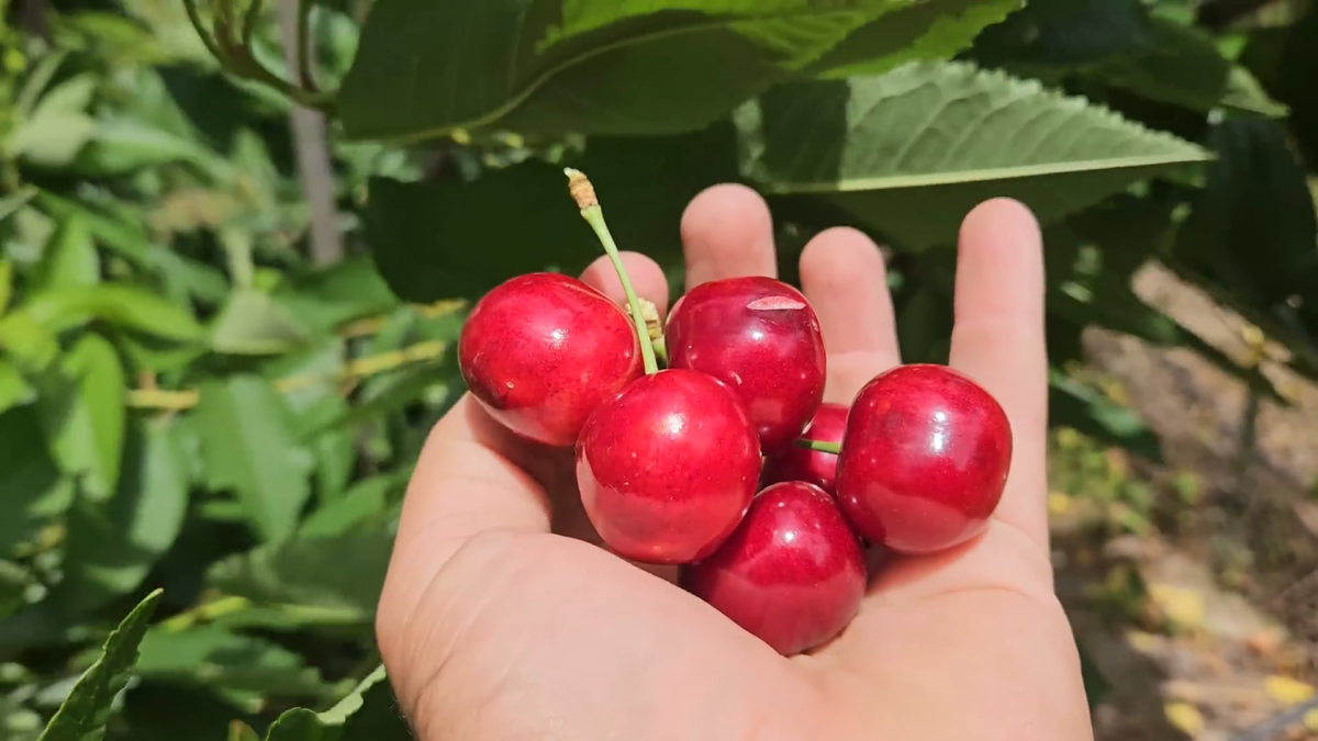Черешня крупноплодная Горянка Ростов-на-Дону | Small Gardens