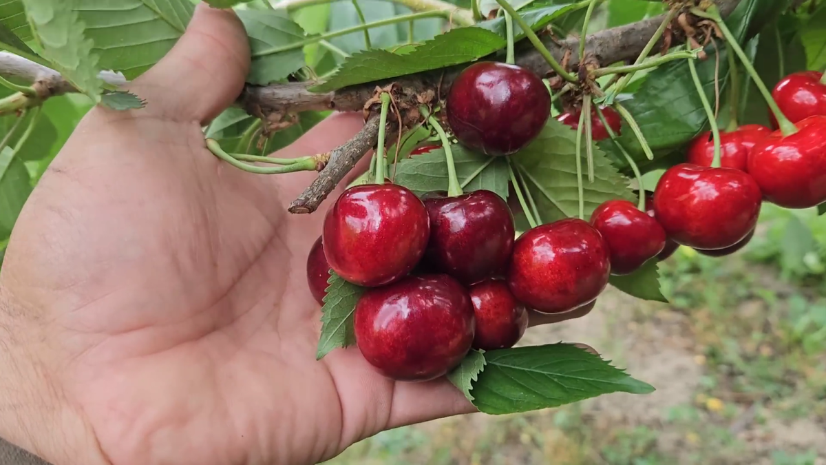 Черешня крупноплодная Горянка Ростов-на-Дону | Small Gardens