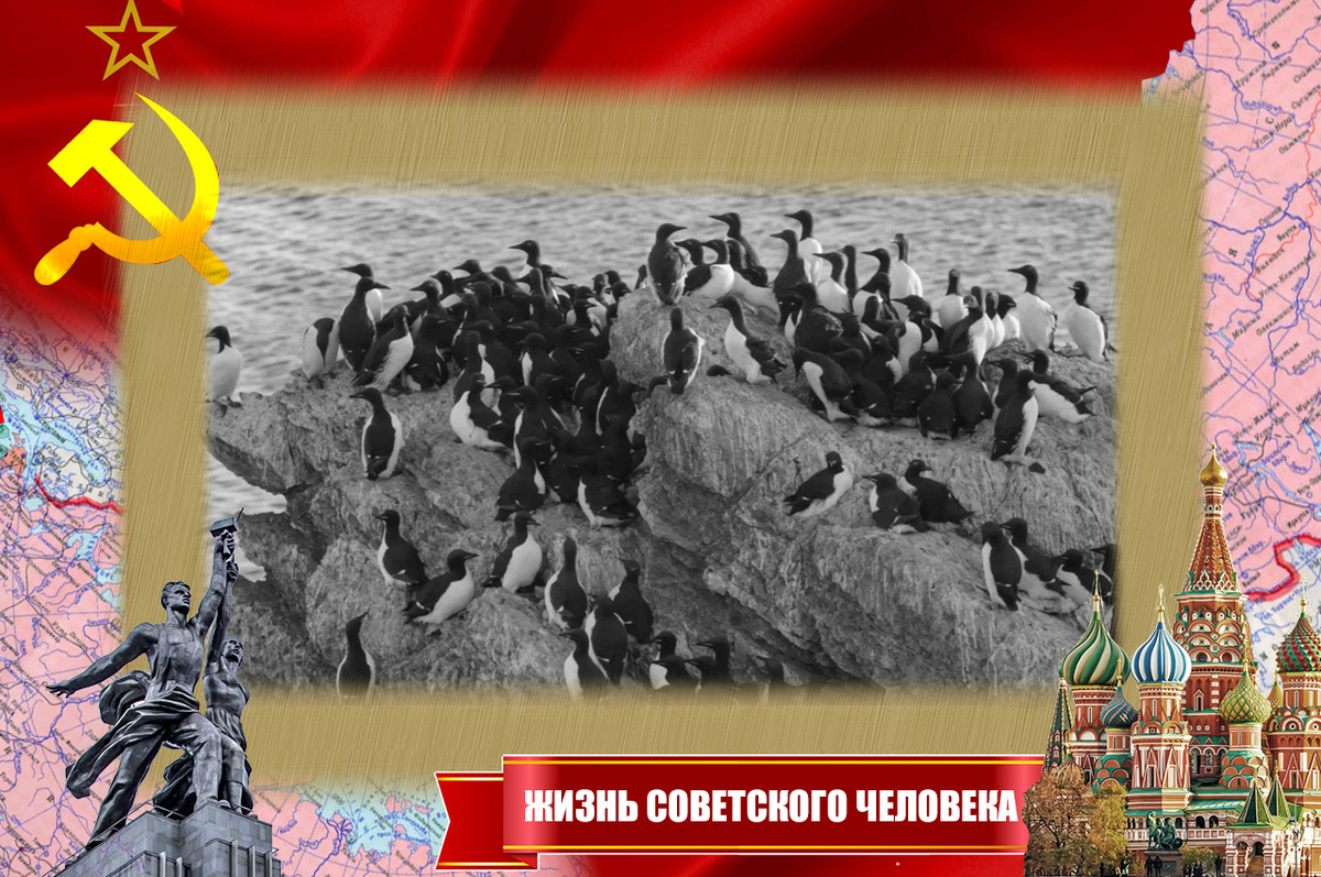 "Птичий базар". Кайры