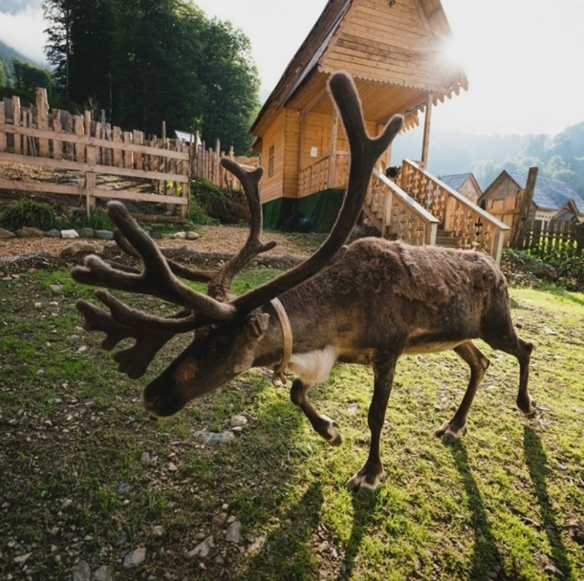 Олени. Фото автора. 