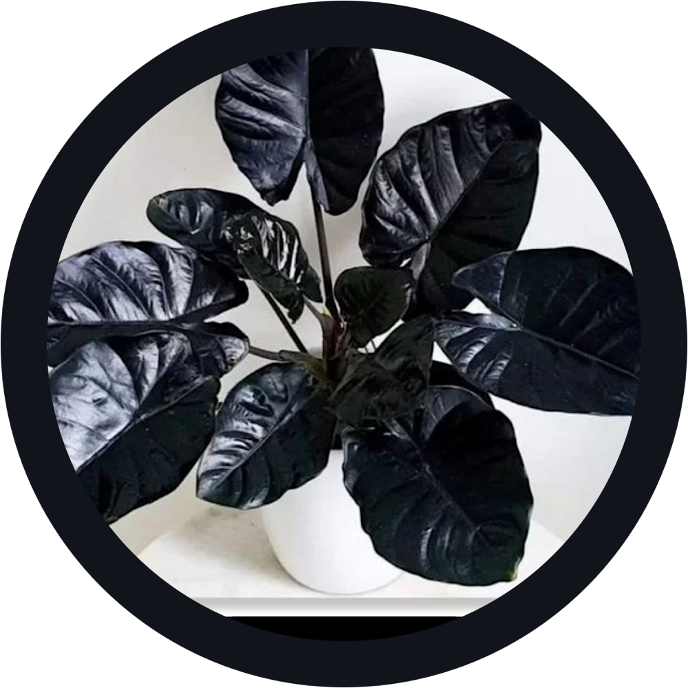 Фото из интернета 