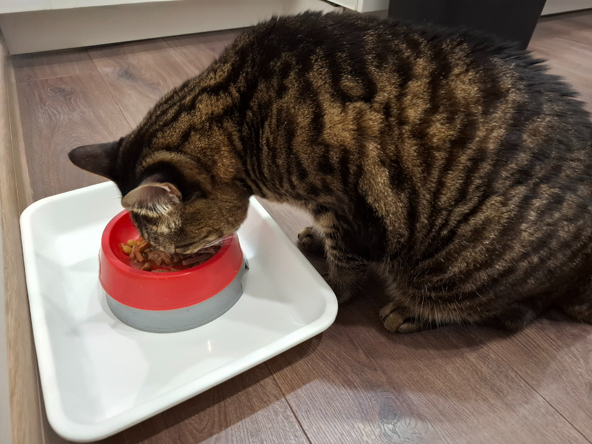 Феня завтракает🤗