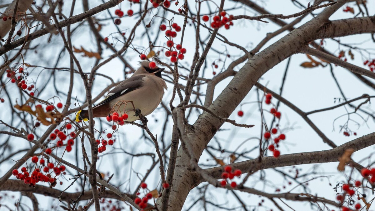    Православные 2 ноября отмечают Артемьев день. Фото: Фёдор Воронов / АНО «Ямал-Медиа»