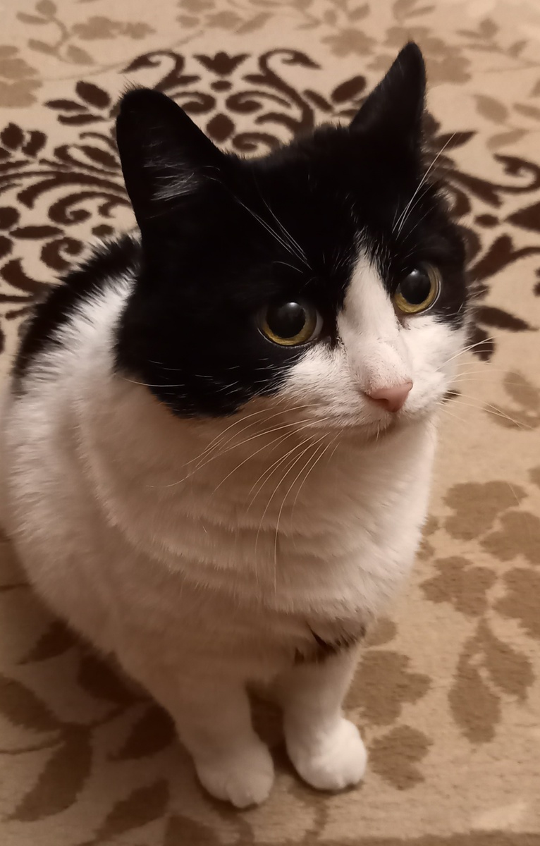 Фото автора. Моя любимка Кукла.