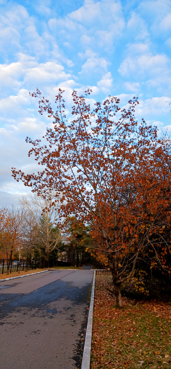 Краски осени 