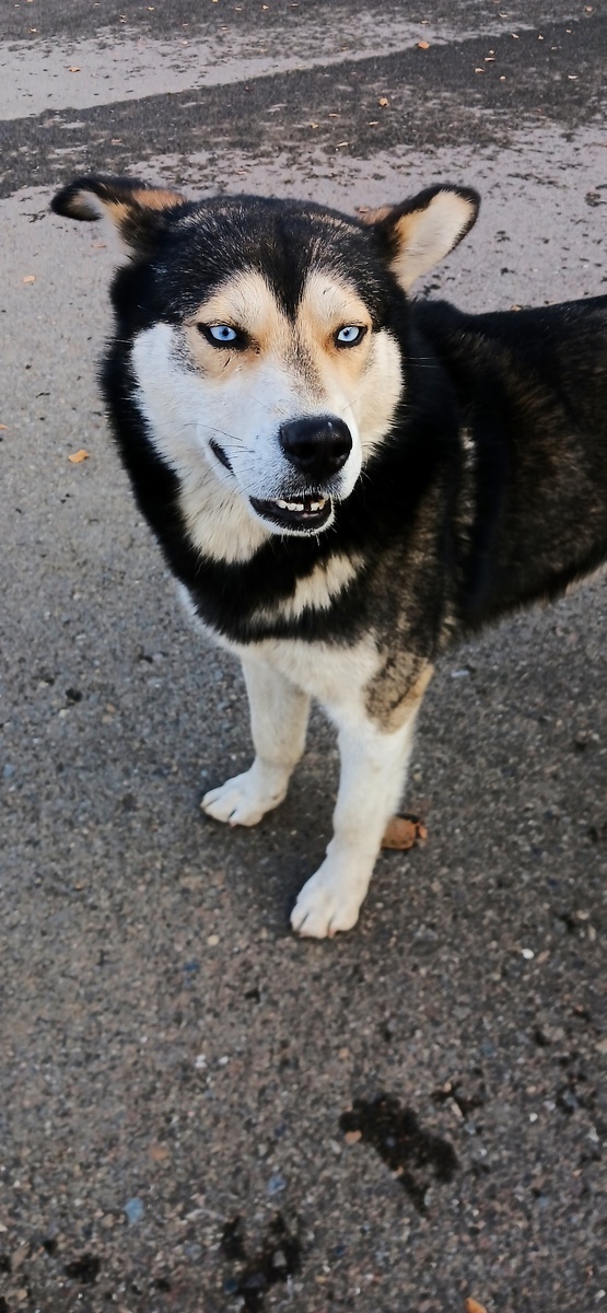 Встретила голубоглазую собаку 🐶😍 