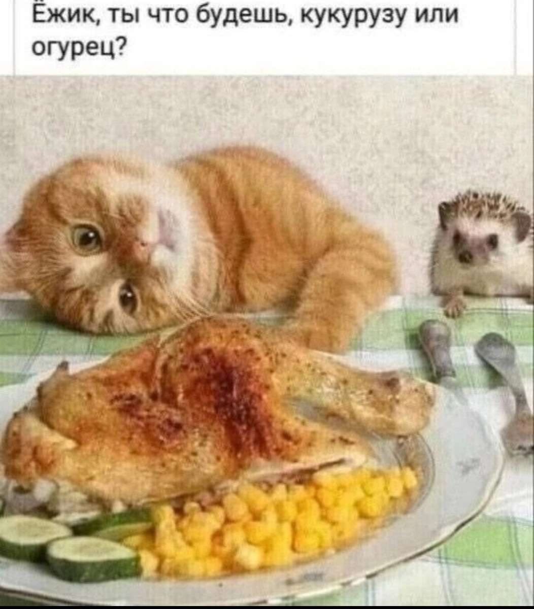 😼🦔🍗
