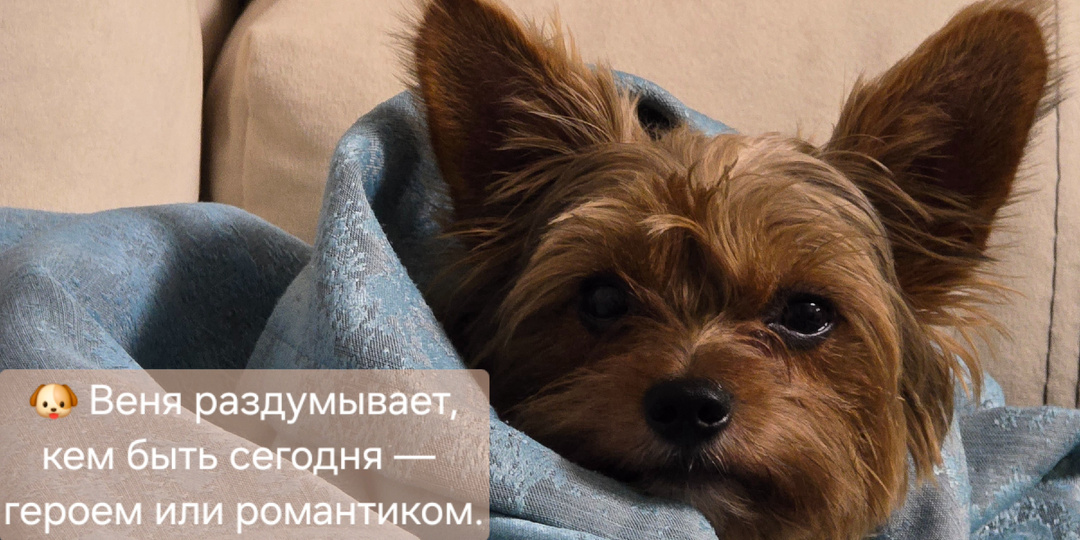 5 типов кобелей: узнай, кто живёт у тебя дома 😄