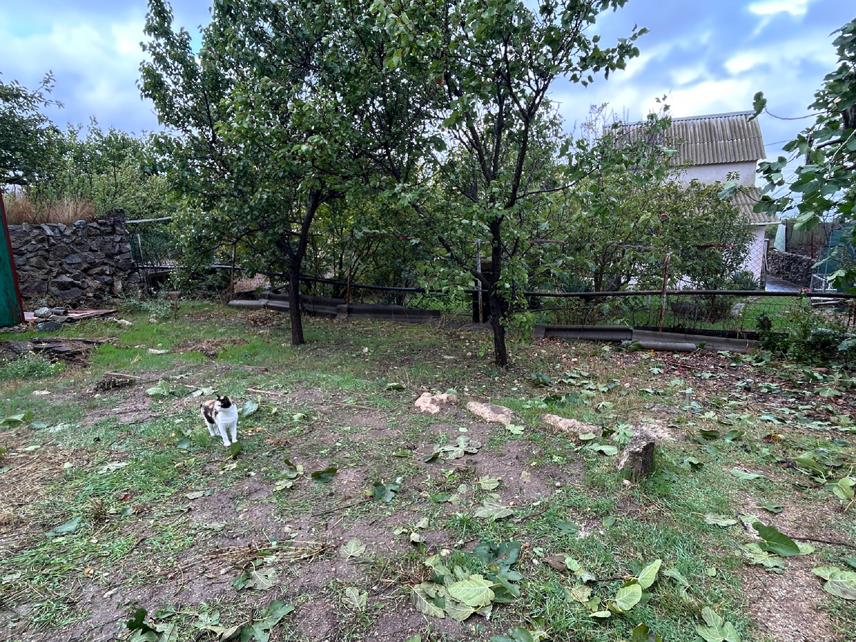 Два молодых абрикоса, справа от них растет инжир, слева есть место для шелковицы