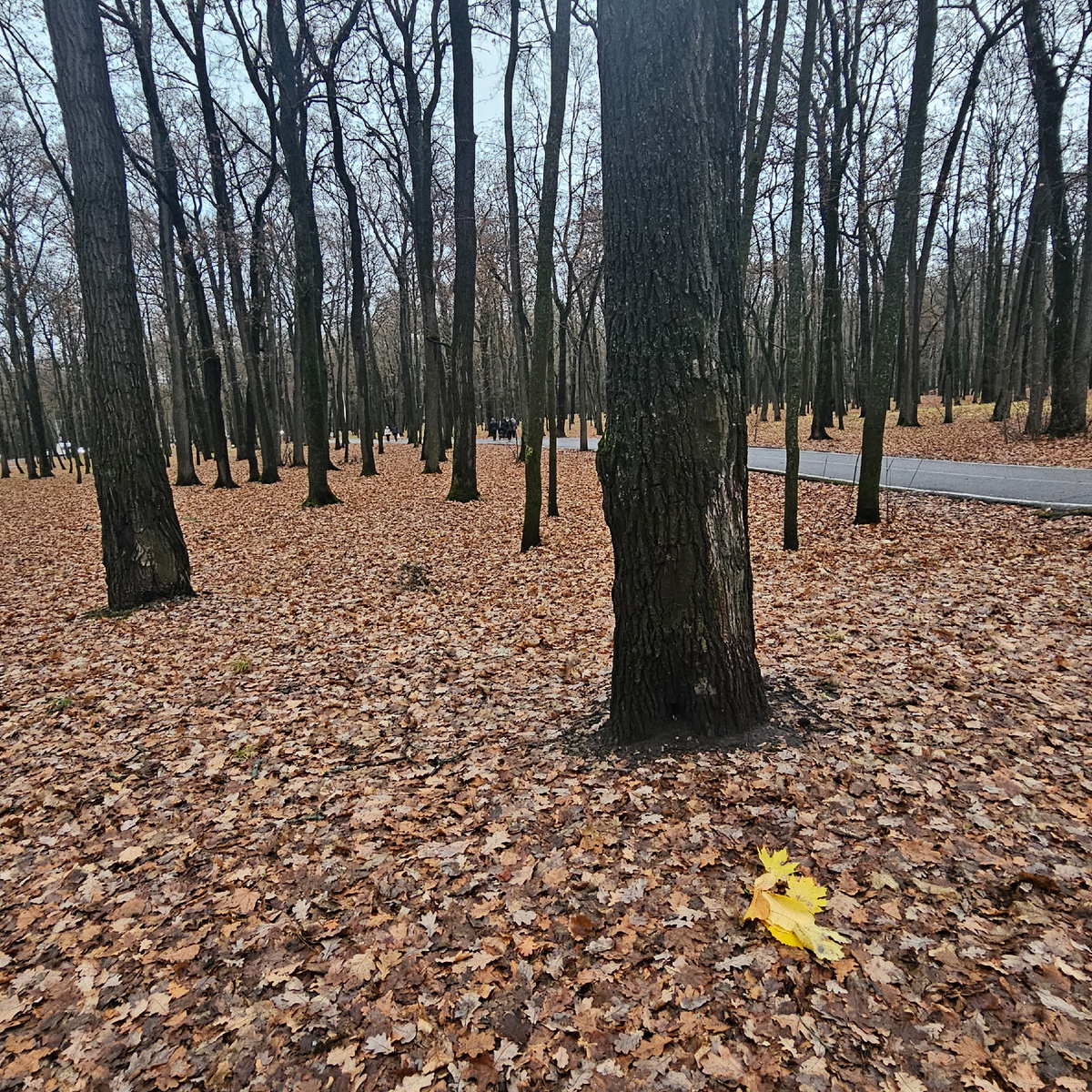 Яркий штрих осени (фото автора)