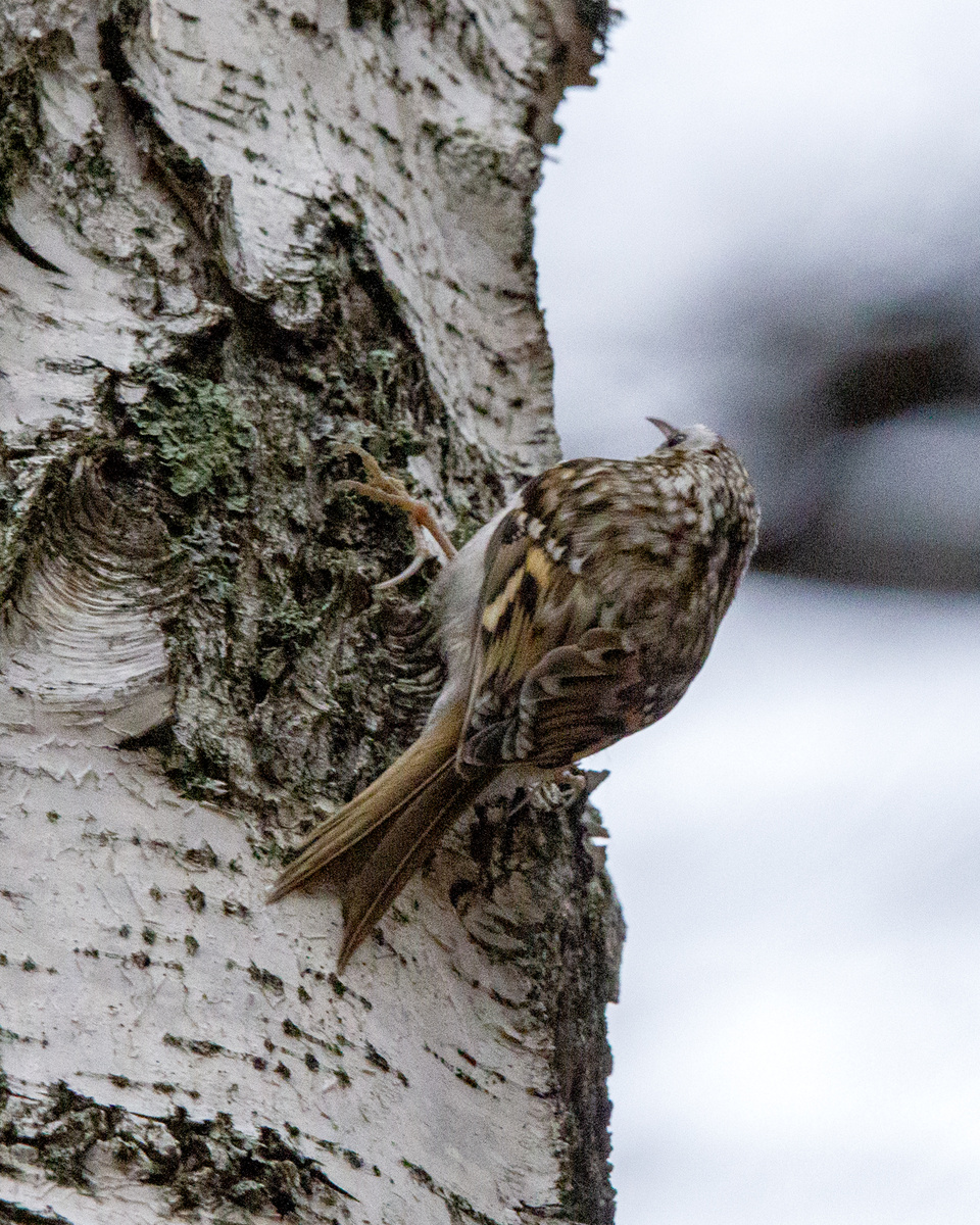 Обыкновенная Пищуха.
28.10.2025г Плехановский бор.