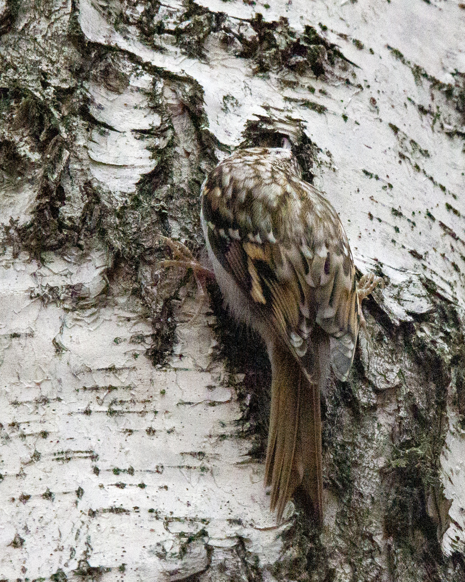 Везде засунет свой клюв.😁А лапки-то растопырила!😆
Обыкновенная Пищуха.
28.10.2025г Плехановский бор.