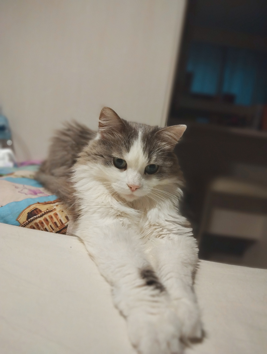 Намекатор🐈‍⬛