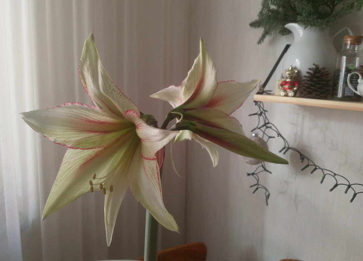 Январь 2025. Шишку на полке видите?