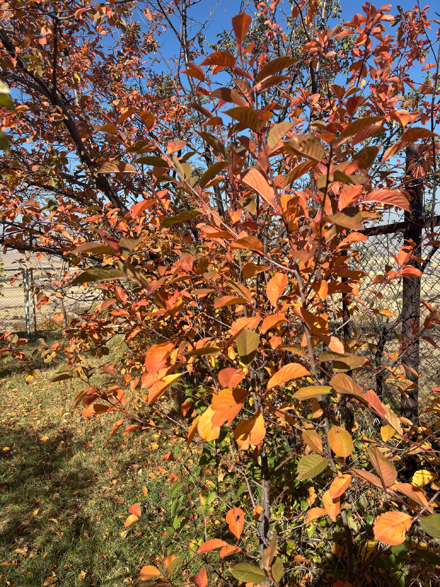 Вишня и черешня? 🍒 