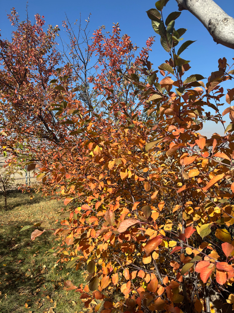 Вишня или черешня? 🍒 