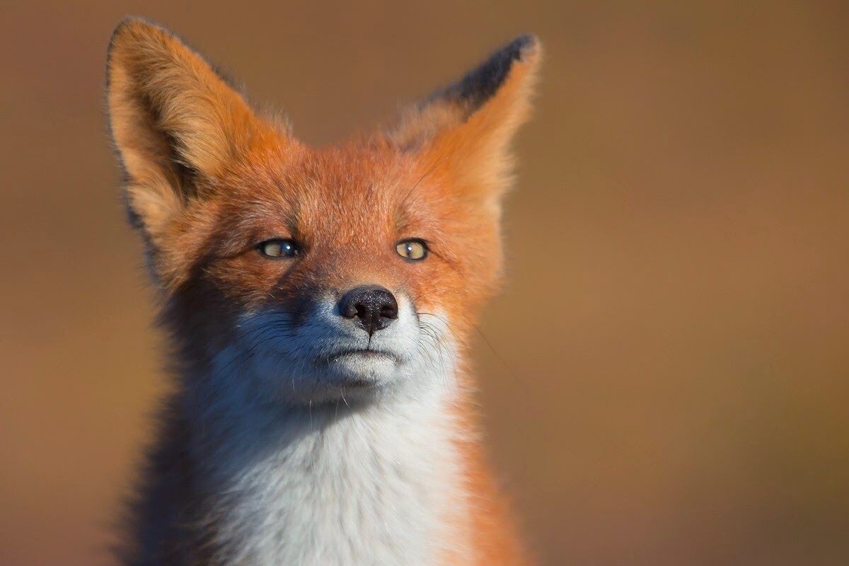 Фото с сайта: https://ru.pinterest.com/pin/486036984758056182/