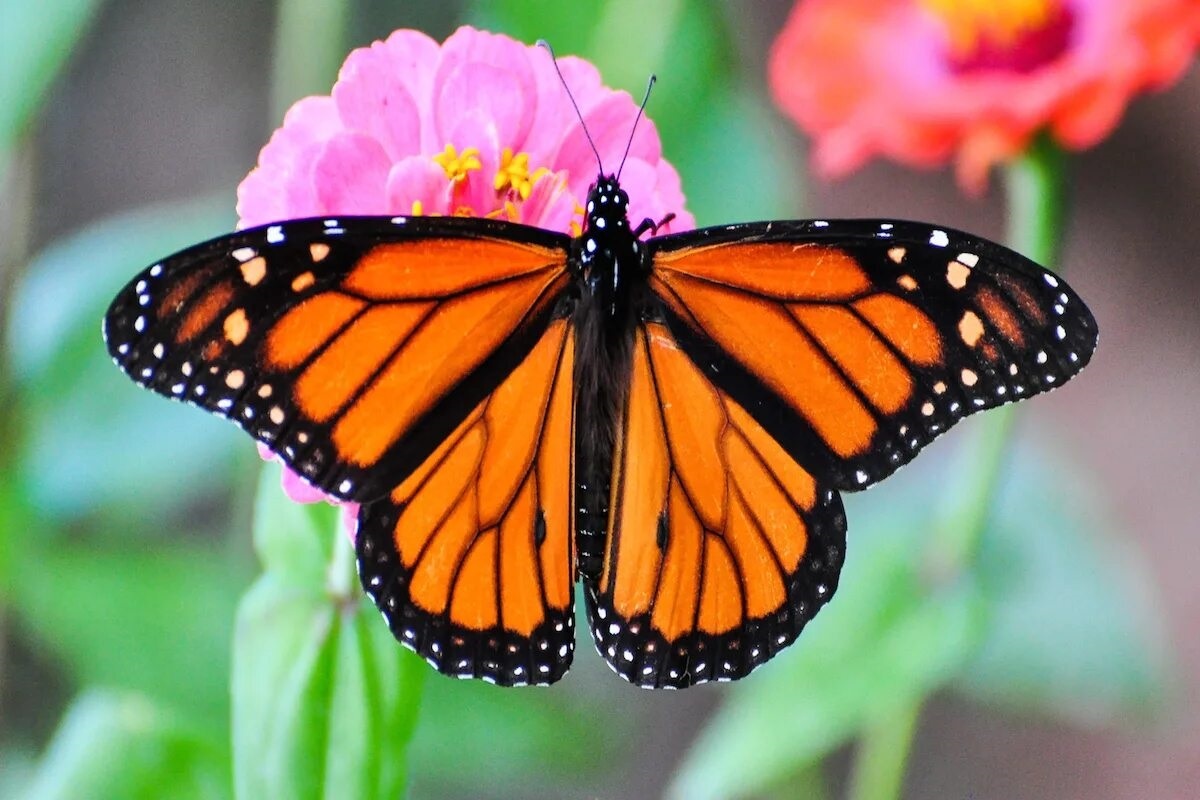 Фото с сайта: https://www.alleghenyfront.org/want-to-save-monarch-butterflies-start-planting-milkweed/