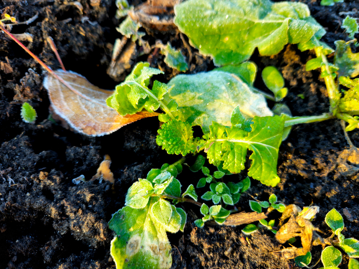 Утро на природе, дача в воскресенье.
Фото: Марина Н. Макарова, Омск, 2нояб25.