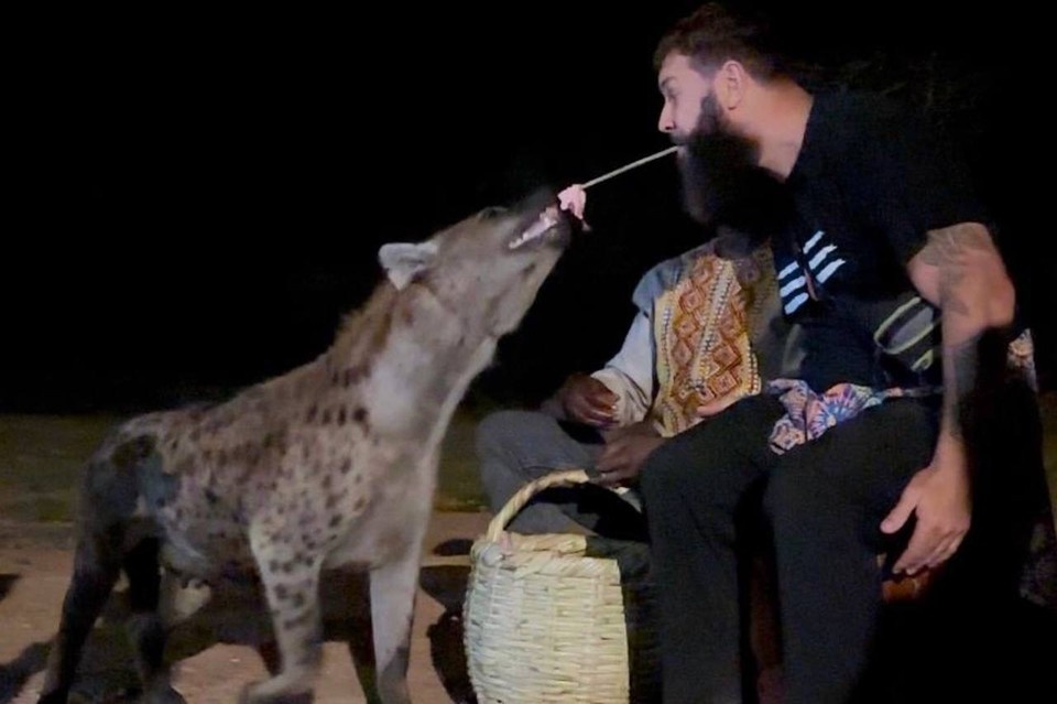    Александр рискнул покормить дикую гиену с руки и не только. Фото: личная страница Александра в соцсетях