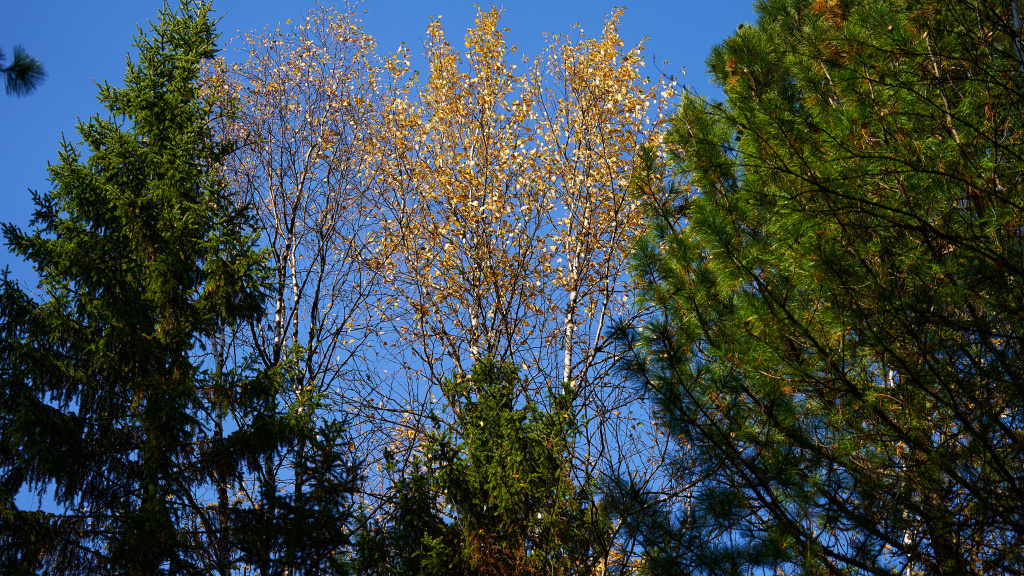    В Югре объявлен аукцион на заготовку новогодних елей
