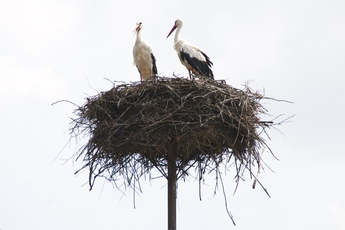 Фото с сайта: https://sneg.top/36904-gnezdo-aista-kartinki-dlja-detej.html