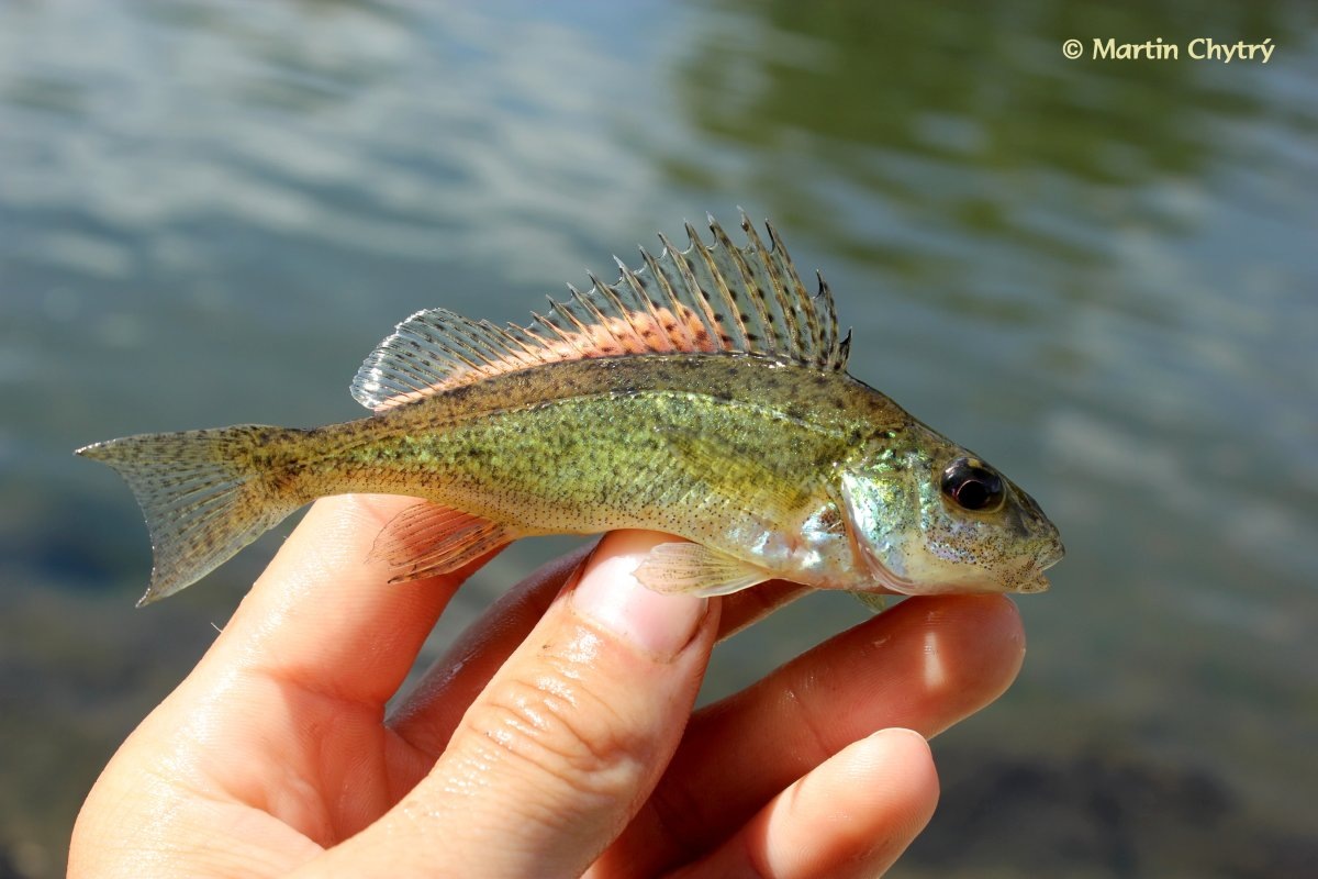 Фото с сайта: https://polinka.top/48883-ersh-ryba-kartinki.html