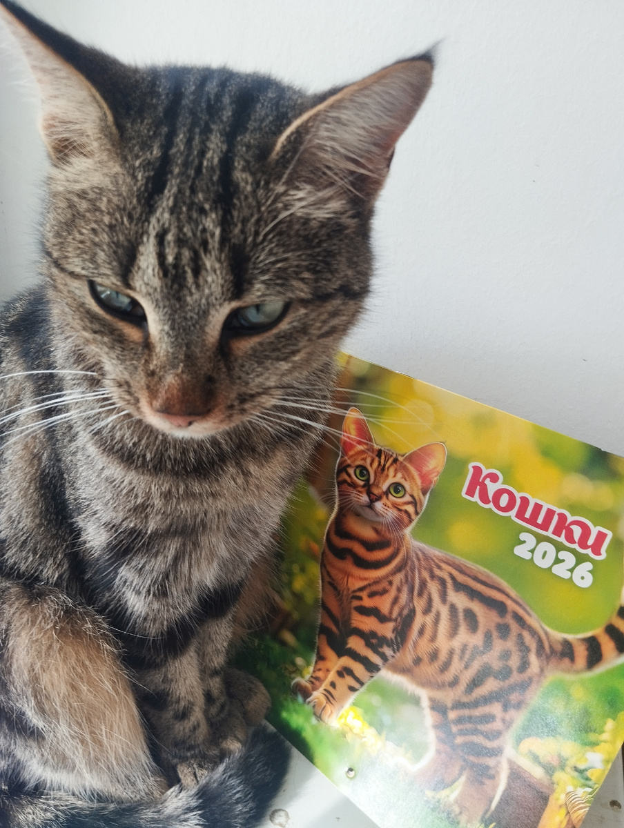 Кошка с календаря немного похожа на нашу Ксюню